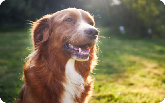 A happy smiling dog