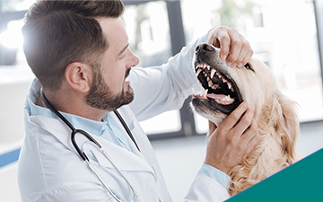 A doctor opens a dog's mouth and takes a joyful peek inside